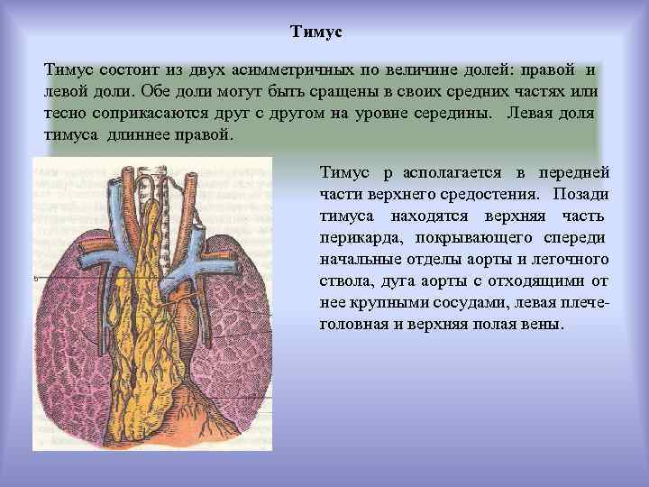      Тимус состоит из двух асимметричных по величине долей: правой