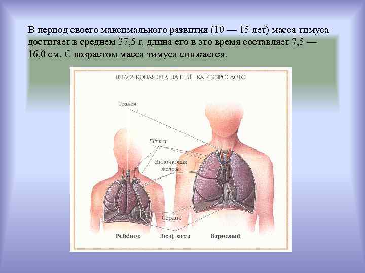 В период своего максимального развития (10 — 15 лет) масса тимуса достигает в среднем