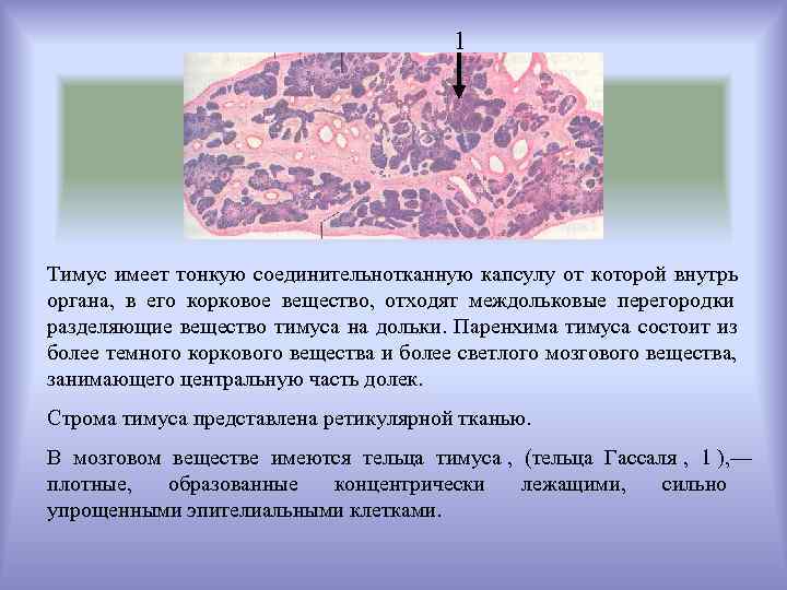     1 Тимус имеет тонкую соединительнотканную капсулу от которой внутрь органа,