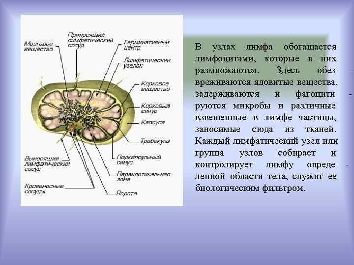 В узлах лимфа обогащается лимфоцитами, которые в них размножаются. Здесь обез - вреживаются ядовитые