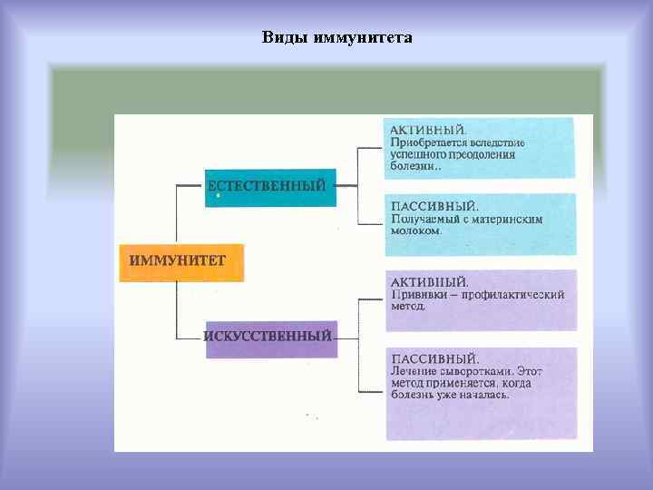 Виды иммунитета 