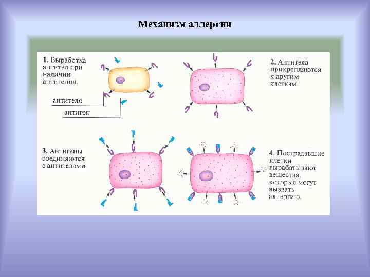 Механизм аллергии 
