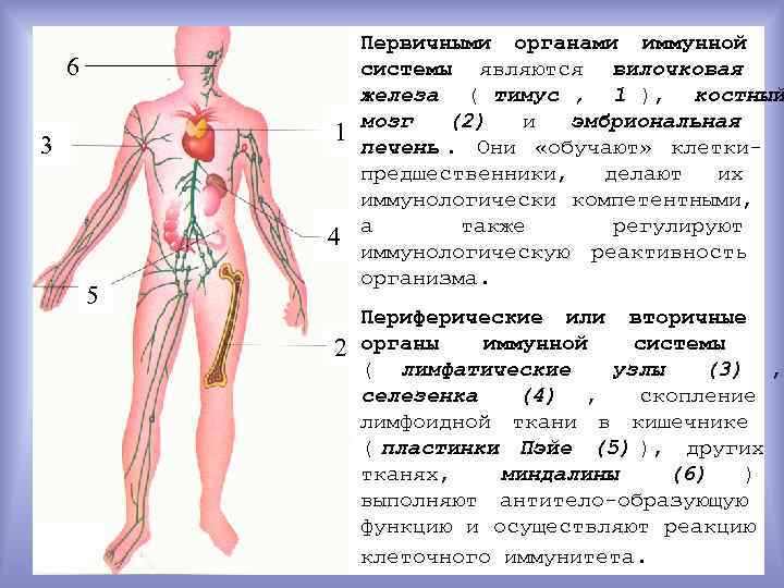 Органы иммунной системы вилочковая железа