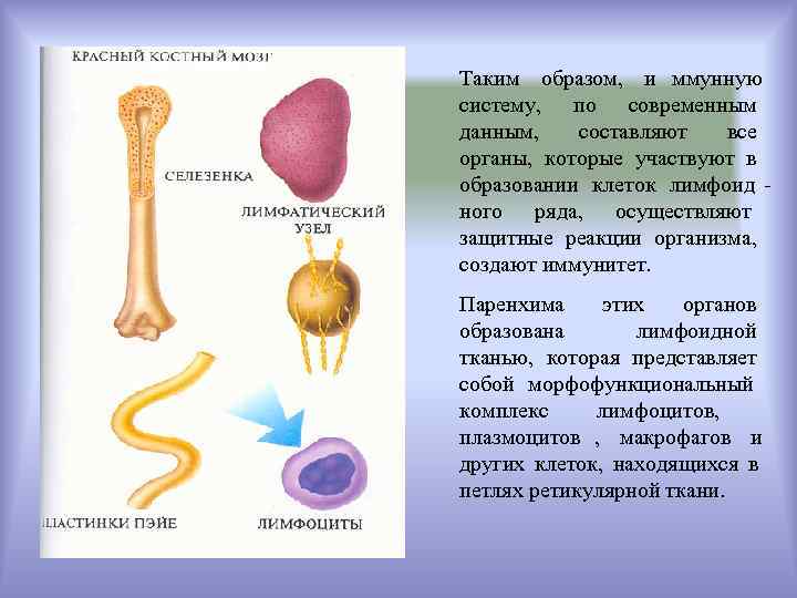 Таким образом, и ммунную систему, по современным данным, составляют  все органы, которые участвуют