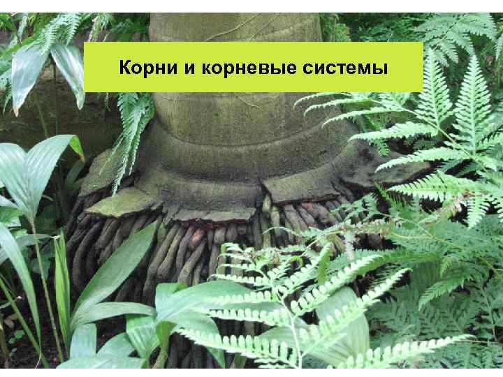 Корни и корневые системы 