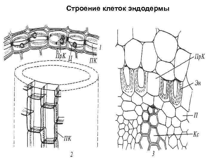 Строение клеток эндодермы 