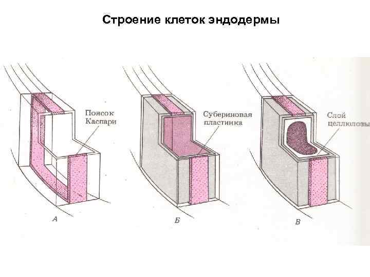 Строение клеток эндодермы 