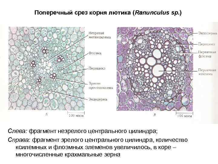 Поперечный срез корня лютика (Ranunculus sp. ) Слева: фрагмент незрелого центрального цилиндра; Справа: фрагмент
