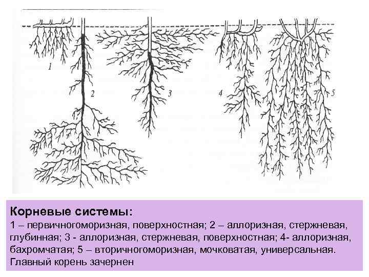 Корневые системы: 1 – первичногоморизная, поверхностная; 2 – аллоризная, стержневая, глубинная; 3 - аллоризная,