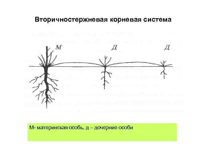 Вторичностержневая корневая система М- материнская особь, д – дочерние особи 