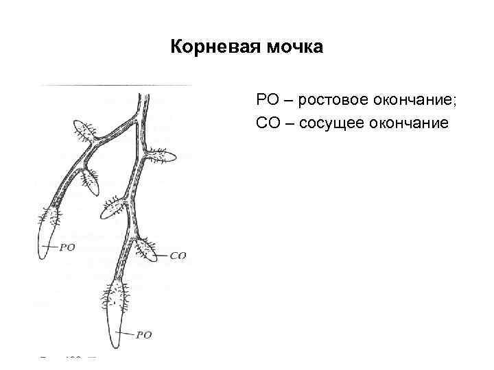 Корневая мочка РО – ростовое окончание; СО – сосущее окончание 