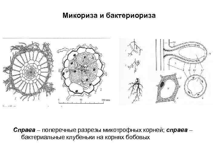 Микориза и бактериориза Справа – поперечные разрезы микотрофных корней; справа – бактериальные клубеньки на