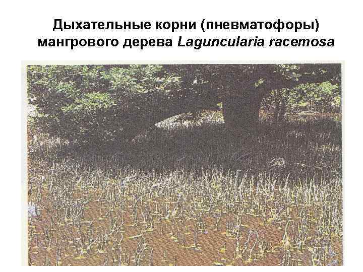 Дыхательные корни (пневматофоры) мангрового дерева Laguncularia racemosa 