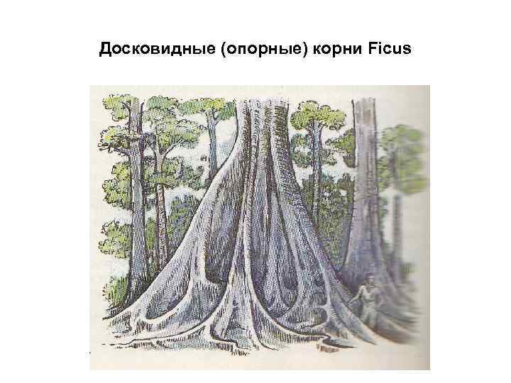 Досковидные (опорные) корни Ficus 
