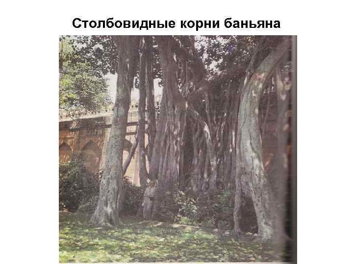 Столбовидные корни баньяна 