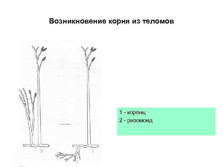 Возникновение корня из теломов 1 - корень; 2 - ризомоид 
