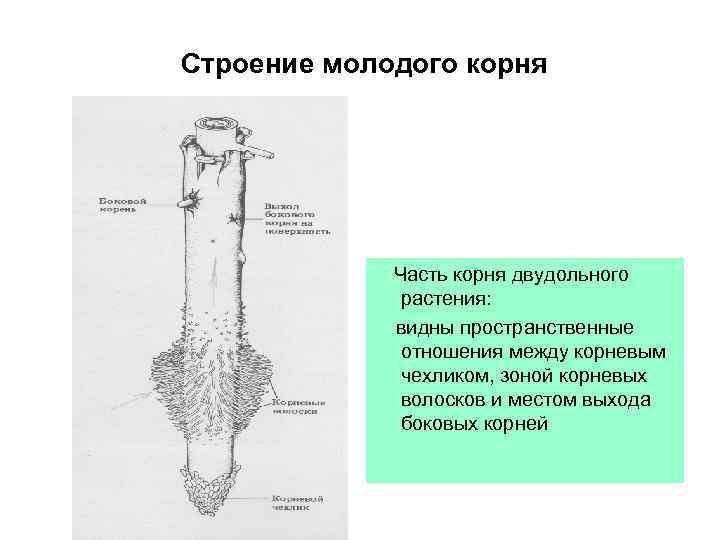 Видеть корень. Строение корня двудольного растения. Строение молодого корня растения. Строение и зоны молодого корня. Каково строение молодого корня.