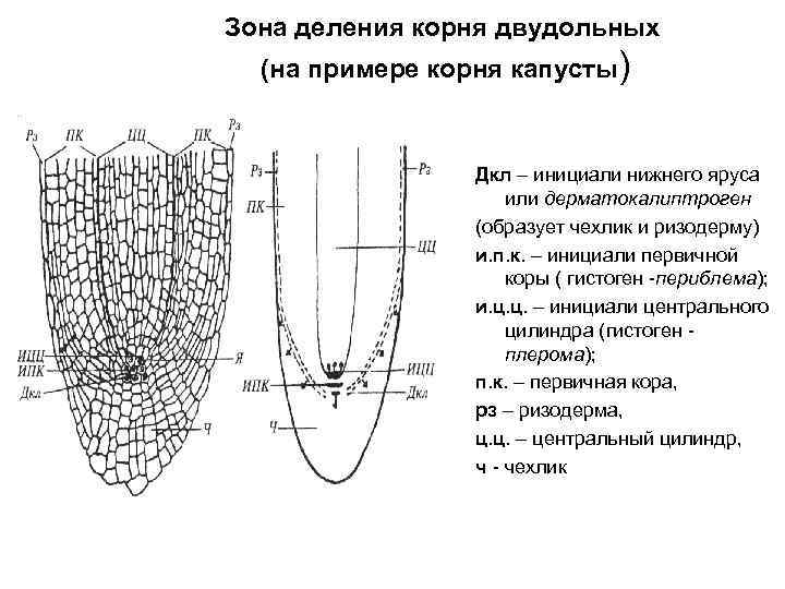 Зона деления корня двудольных (на примере корня капусты) Дкл – инициали нижнего яруса или