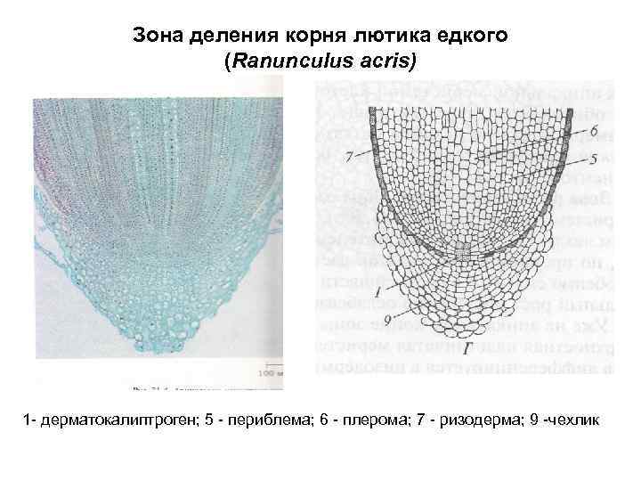 Зона деления корня лютика едкого (Ranunculus acris) 1 - дерматокалиптроген; 5 - периблема; 6