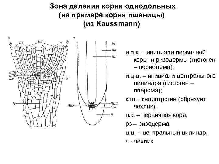 Зона деления корня однодольных (на примере корня пшеницы) (из Kaussmann) и. п. к. –