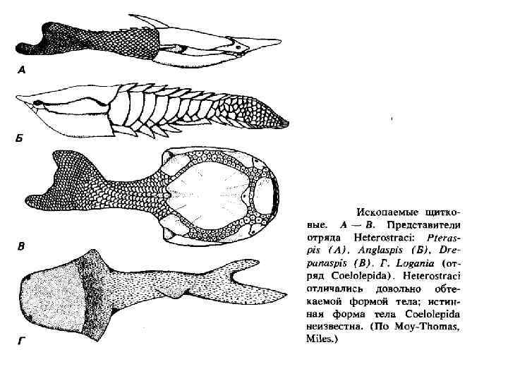 Признаки скелета хордовых