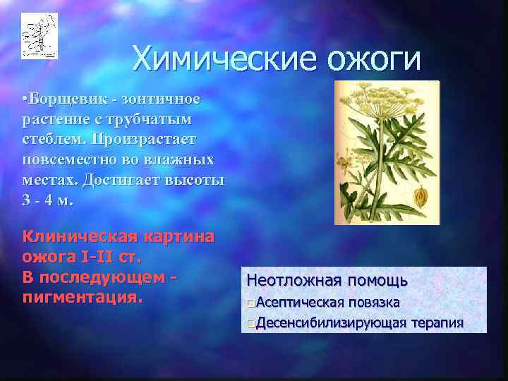   Химические ожоги • Борщевик - зонтичное растение с трубчатым стеблем. Произрастает