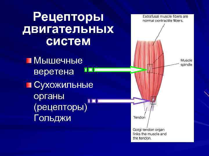  Рецепторы двигательных  систем Мышечные веретена Сухожильные органы (рецепторы) Гольджи 