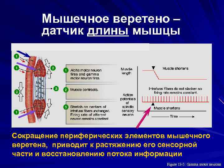 Датчики сокращения мышц