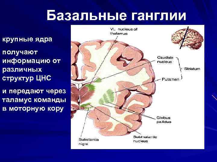 Базальные ганглии фото