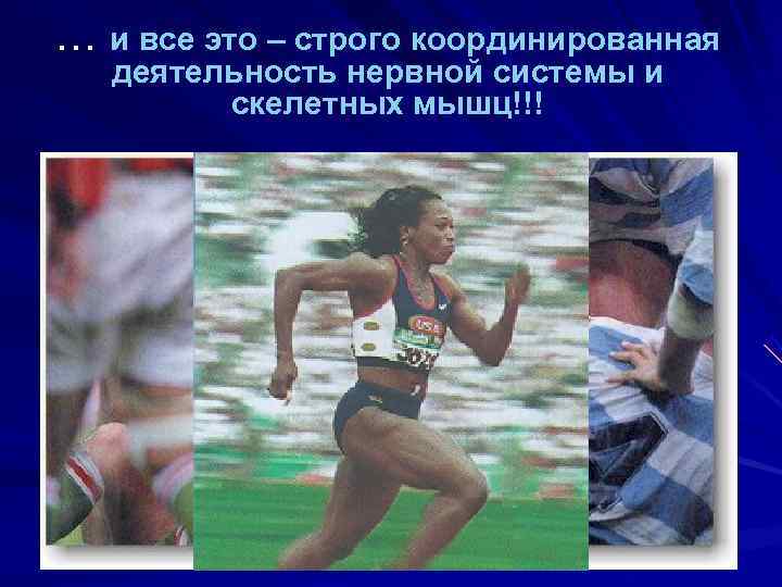 … и все это – строго координированная  деятельность нервной системы и  