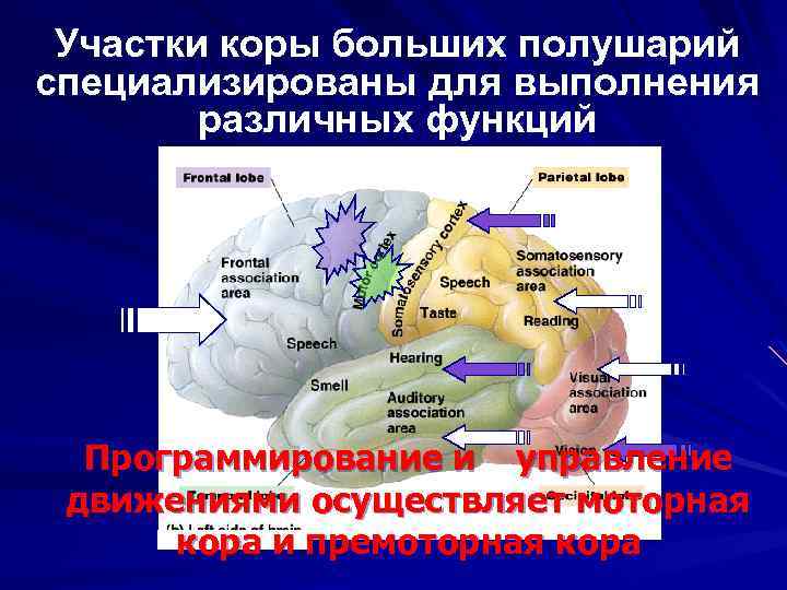 Участки коры больших полушарий специализированы для выполнения различных функций Программирование и управление движениями осуществляет