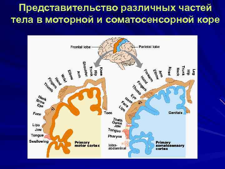 Представительство различных частей тела в моторной и соматосенсорной коре 