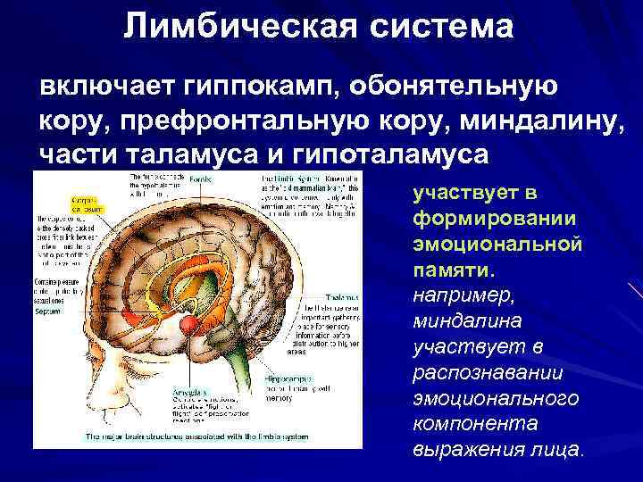 Лимбическая система включает гиппокамп, обонятельную кору, префронтальную кору, миндалину, части таламуса и гипоталамуса участвует