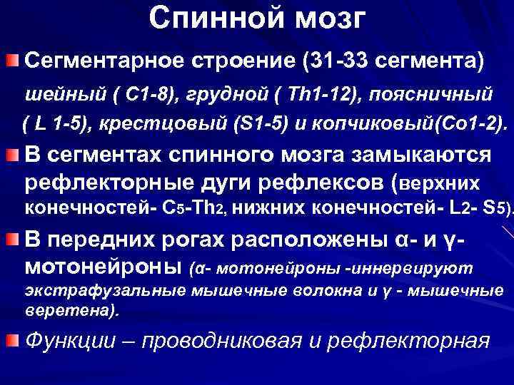 Спинной мозг Сегментарное строение (31 -33 сегмента) шейный ( C 1 -8), грудной (