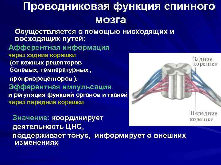 Проводниковая функция спинного мозга Осуществляется с помощью нисходящих и восходящих путей: Афферентная информация через