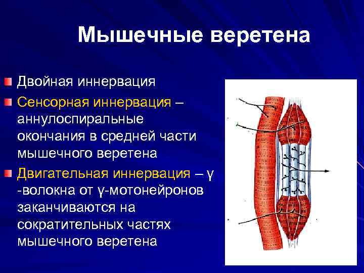 Мышечные веретена Двойная иннервация Сенсорная иннервация – аннулоспиральные окончания в средней части мышечного веретена