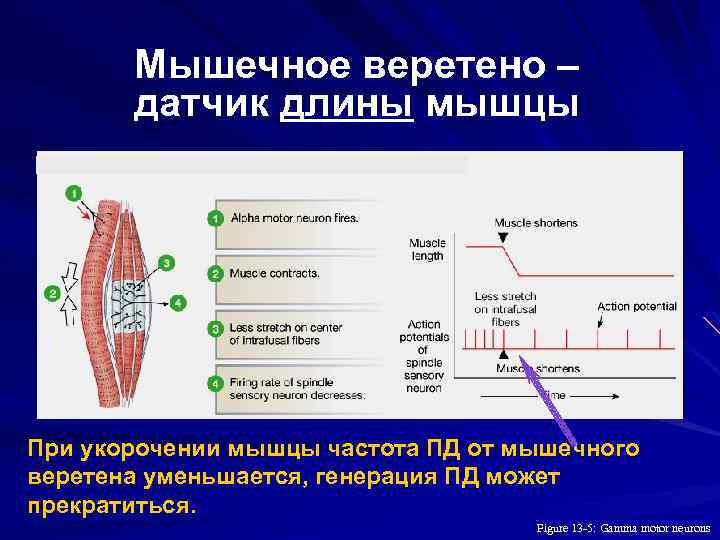 Мышечное веретено – датчик длины мышцы При укорочении мышцы частота ПД от мышечного веретена