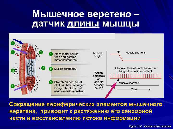 Мышечное веретено – датчик длины мышцы Сокращение периферических элементов мышечного веретена, приводит к растяжению