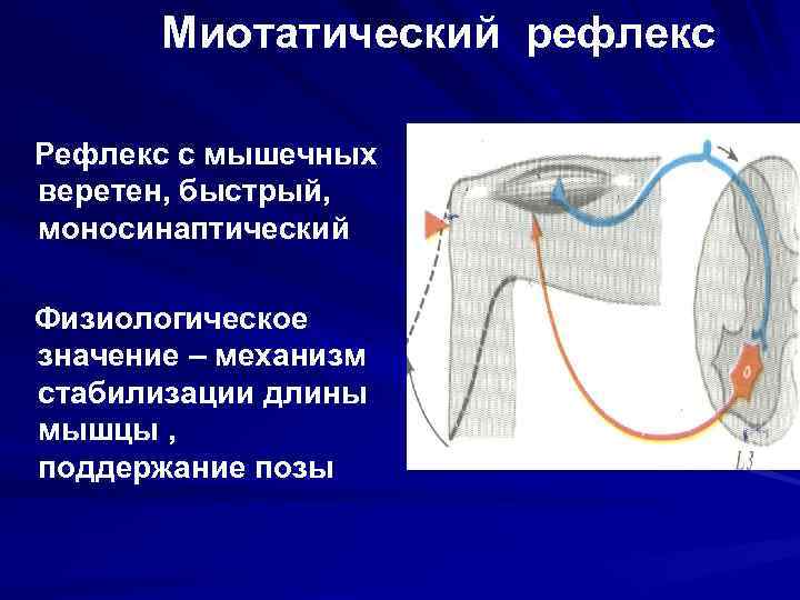 Миотатический рефлекс Рефлекс с мышечных веретен, быстрый, моносинаптический Физиологическое значение – механизм стабилизации длины