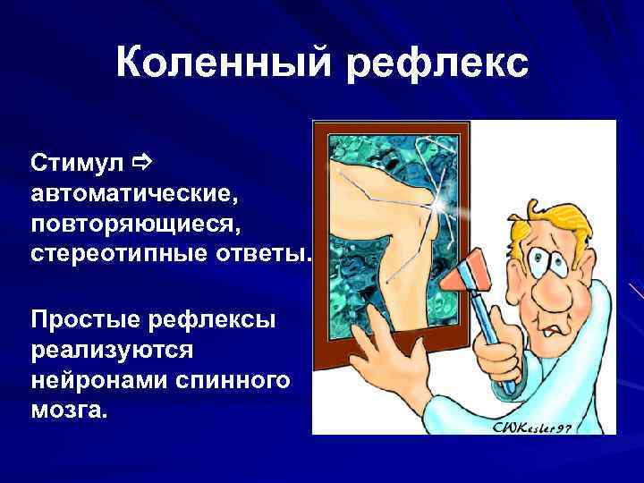 Коленный рефлекс Стимул автоматические, повторяющиеся, стереотипные ответы. Простые рефлексы реализуются нейронами спинного мозга. 