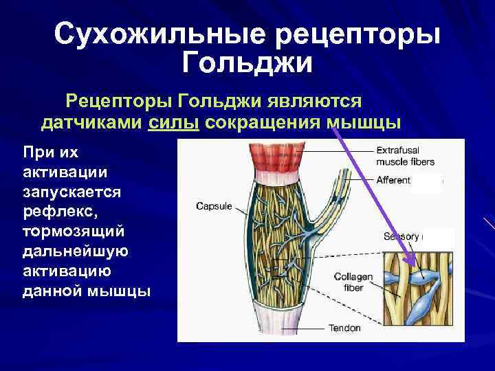 Сухожильные рецепторы Гольджи Рецепторы Гольджи являются датчиками силы сокращения мышцы При их активации запускается