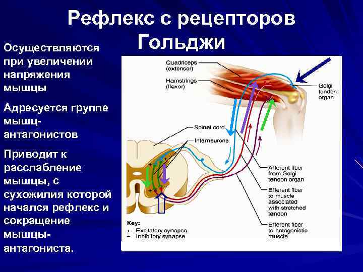 Рефлекс с рецепторов Гольджи Осуществляются при увеличении напряжения мышцы Адресуется группе мышцантагонистов Приводит к