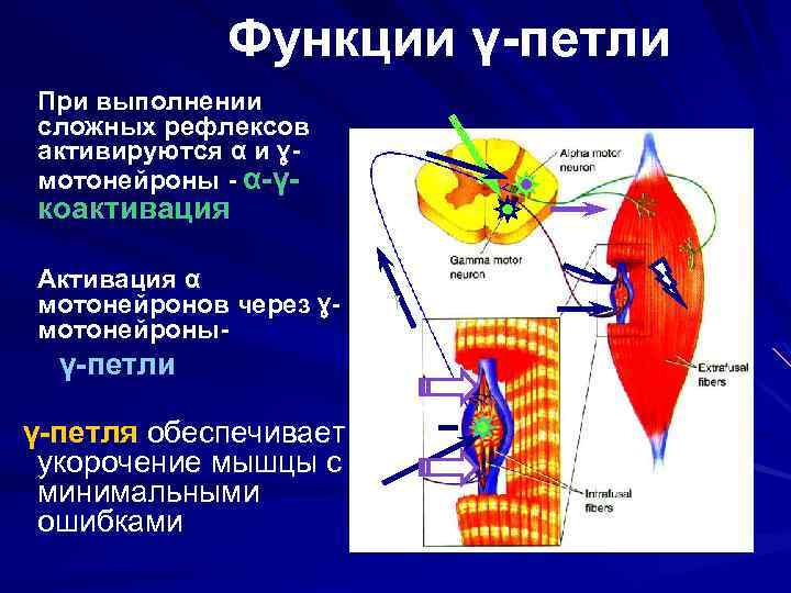 Функции γ-петли При выполнении сложных рефлексов активируются α и ɣмотонейроны - α-γ- коактивация Активация