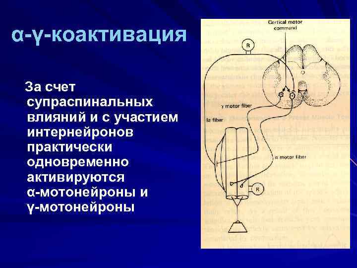 α-γ-коактивация За счет супраспинальных влияний и с участием интернейронов практически одновременно активируются α-мотонейроны и