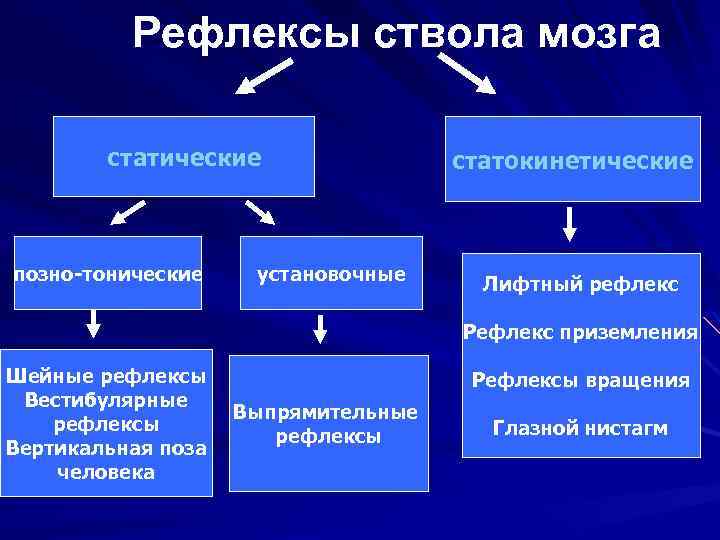 Рефлексы ствола мозга статические позно-тонические установочные статокинетические Лифтный рефлекс Рефлекс приземления Шейные рефлексы Вестибулярные