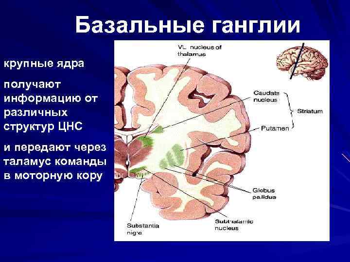 Базальные ганглии крупные ядра получают информацию от различных структур ЦНС и передают через таламус