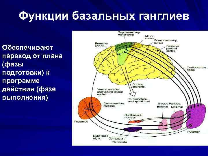 Функции базальных ганглиев Обеспечивают переход от плана (фазы подготовки) к программе действия (фазе выполнения)