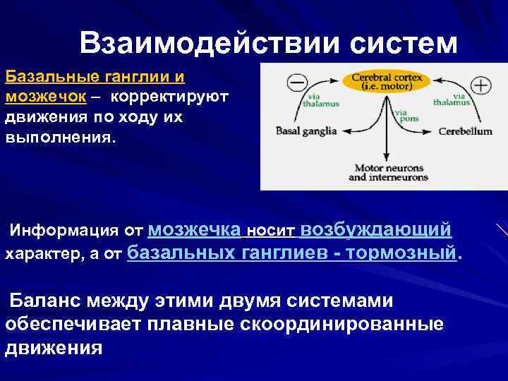 Взаимодействии систем Базальные ганглии и мозжечок – корректируют движения по ходу их выполнения. Информация