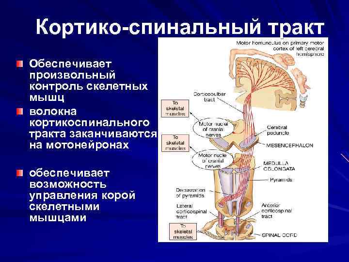 Кортико-спинальный тракт Обеспечивает произвольный контроль скелетных мышц волокна кортикоспинального тракта заканчиваются на мотонейронах обеспечивает