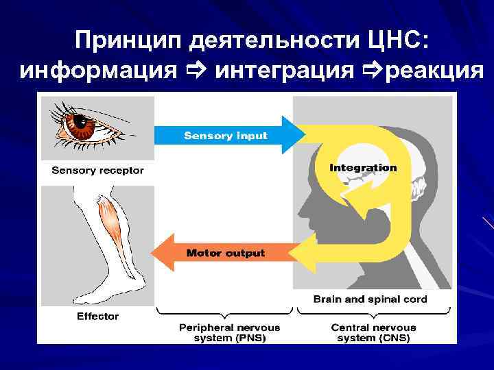 Принцип деятельности ЦНС: информация интеграция реакция 